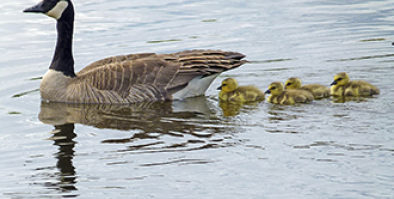 Mother goose and baby goslings