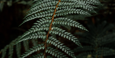 a photograph of a fern