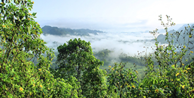 A view of a forest