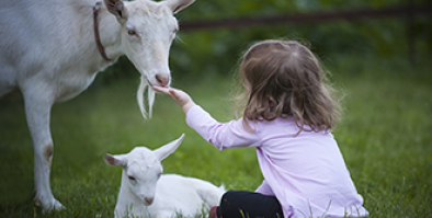 A little girl feeding an adult goat and a baby goat