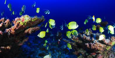 photo of a coral reef with fish swimming all around