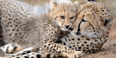 A cheetah and her cub lying together.