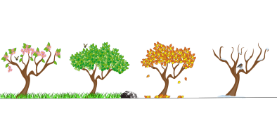 Four trees in a line, each in different seasons.  Tree 1 is a spring tree with flower buds.  Tree 2 is a green-leafed tree in summer.  Tree 3 is an orange and yellow leafed tree in fall.  Tree 4 is a leafless tree in winter. 