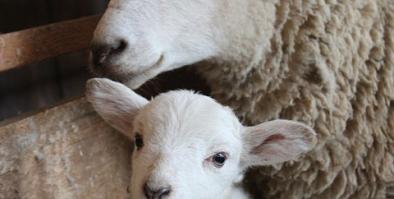 Picture of sheep with lamb