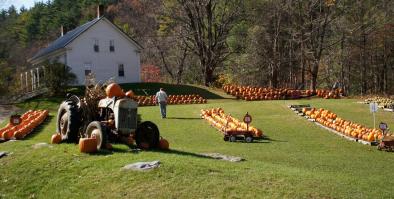 A farm with pumpkins