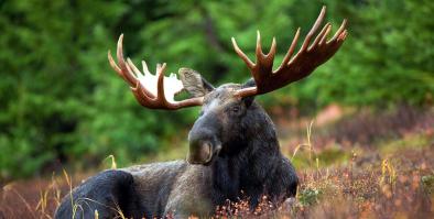 Moose lying in grass. 