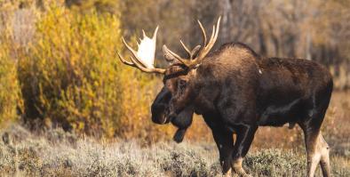 A moose walking in an overgrown field.