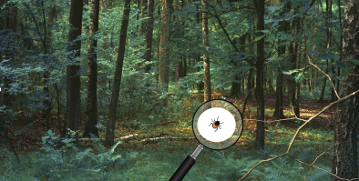 A forest with a tick under a magnifying glass