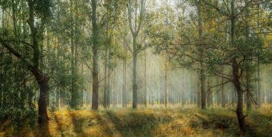 Sun streaming through a forest