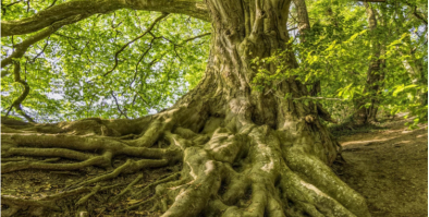 Large tree with above ground roots spreading far