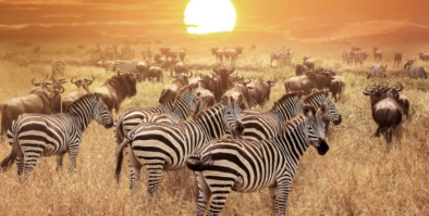 Zebras in a field with the sun setting behind them