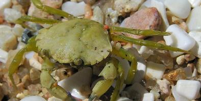 Picture of a green crab.