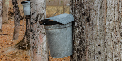 Maple Syrup Buckets on Trees