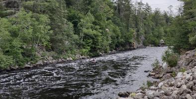 Image of a river with a rocky shore in Maine with spruce and white pine trees in the background.