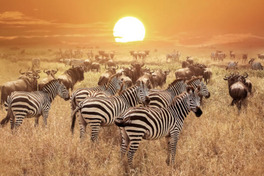 Why Do Animals Need Sunlight? | MOOSE Why Do Animals Need Sunlight? | MOOSE