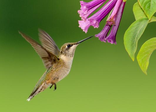 hummingbird near a flower