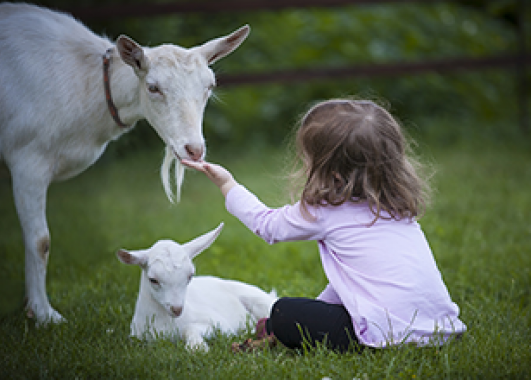 A little girl feeding an adult goat and a baby goat