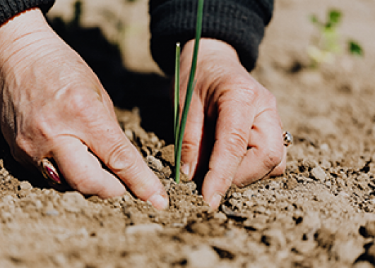 person planting a small plant in the dirt.