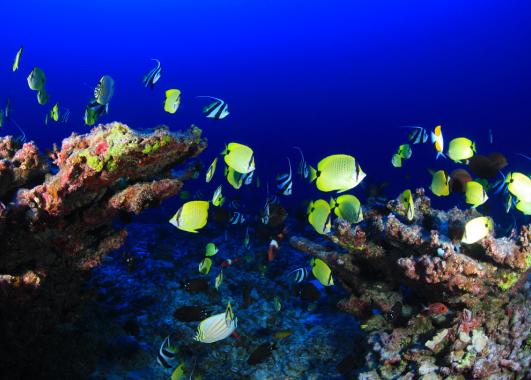 photo of a coral reef with fish swimming all around