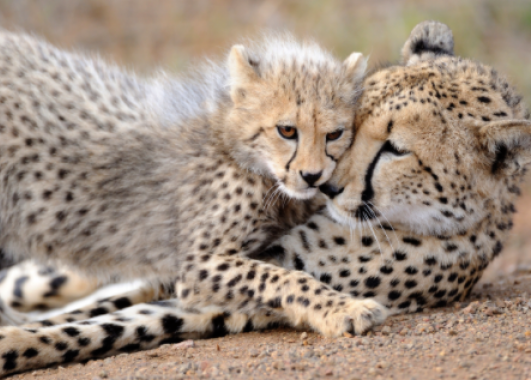 A cheetah and her cub lying together.