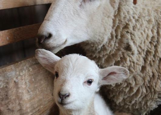 Picture of sheep with lamb