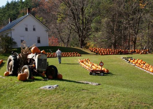 A farm with pumpkins