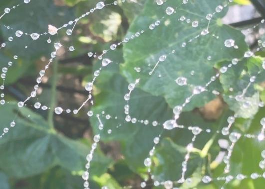 Dew covered spider web