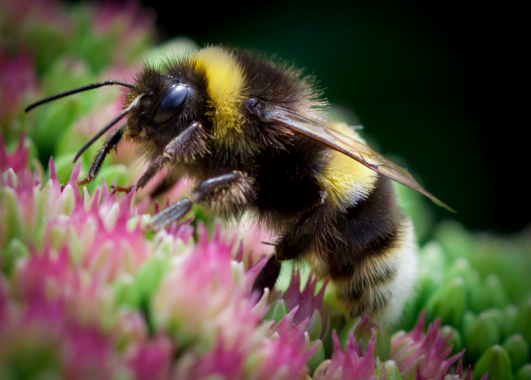 Honeybee on a flower.