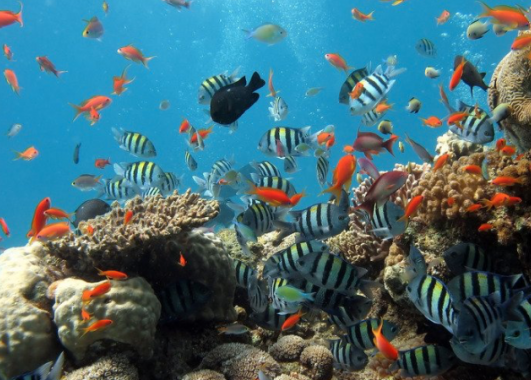 Image of an ocean habitat 