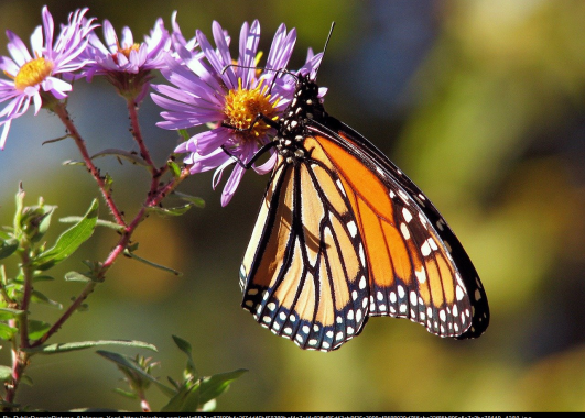 Monarch butterfly on purple flower.