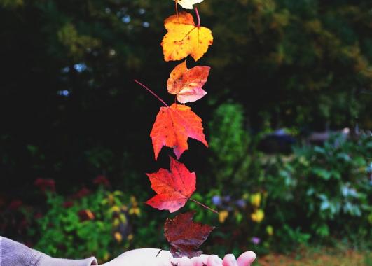 hand below a column of colored leaves