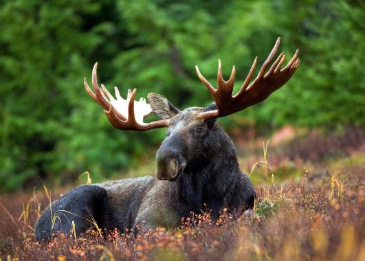 Moose lying in grass. 
