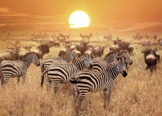 Zebras in a field with the sun setting behind them